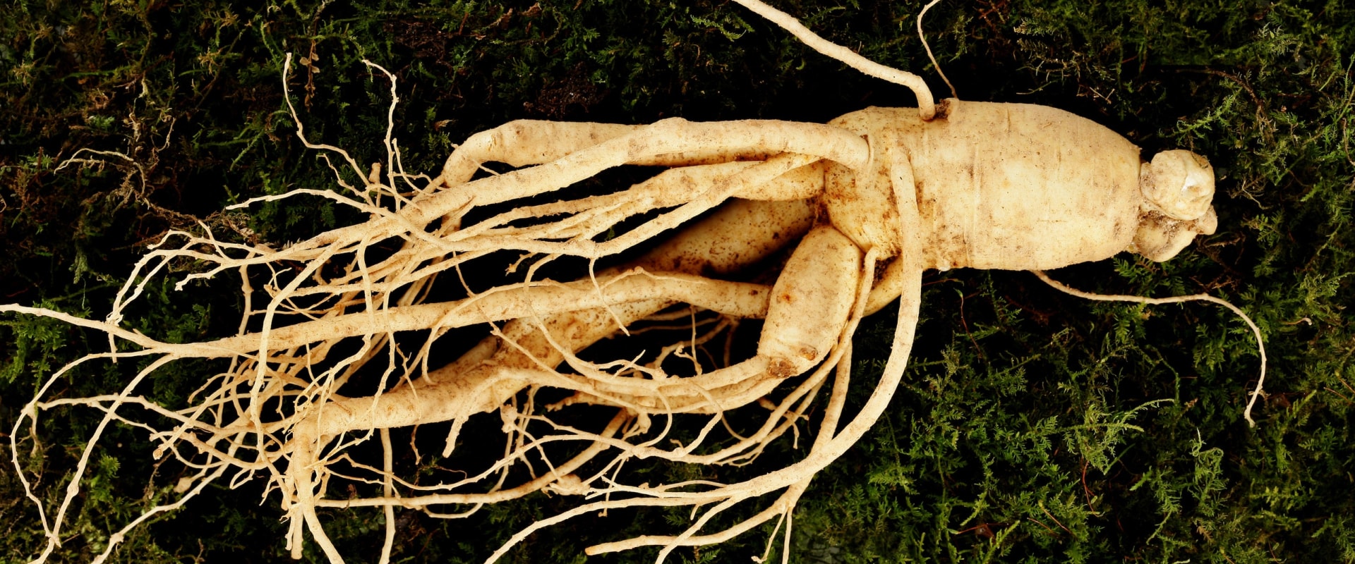 Ginseng Reviews: A Comprehensive Overview