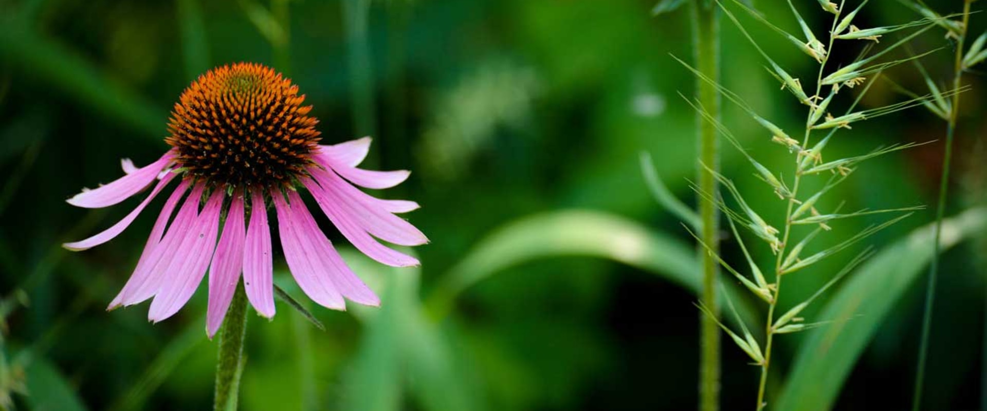 Echinacea: An Overview of Benefits, Uses, and Types