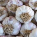 Garlic Reviews: A Comprehensive Overview