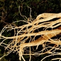 Ginseng Reviews: A Comprehensive Overview