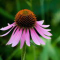 Echinacea: An Overview of Benefits, Uses, and Types