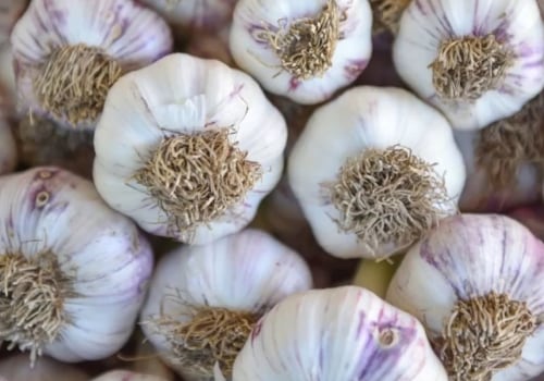 Garlic Reviews: A Comprehensive Overview